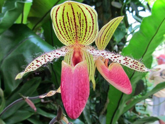 Marie Selby Botanical Gardens